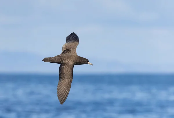 Shallow Focus Shot Flesh Footed Shearwater Bird Flying Blue Sky — Stock Photo, Image