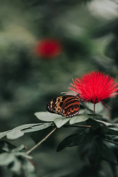 Uno Scatto Selettivo Farfalla Monarca Appollaiata Sul Fiore Rosso — Foto Stock