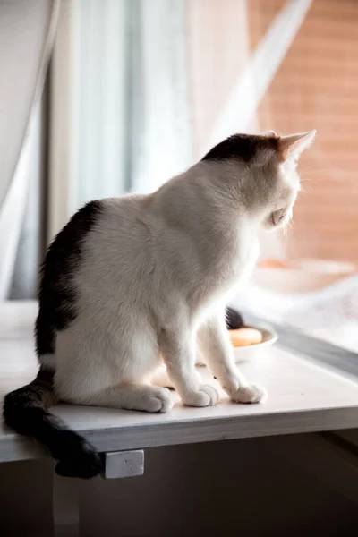 Verticale Gatto Seduto Davanzale Che Guarda Fuori Dalla Finestra — Foto Stock