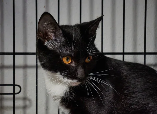 Close Shot Beautiful Shorthair Black White Cat Sitting Cage Looking — Stock Photo, Image