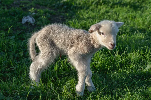 Een Schattig Wit Lam Het Gras — Stockfoto