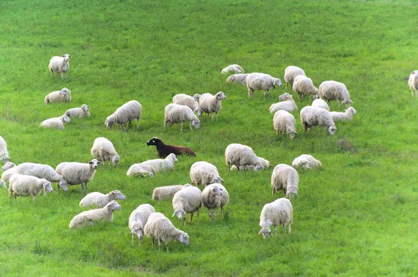 Beautiful View Green Field Grazing Flock Sheep — Stock Photo, Image