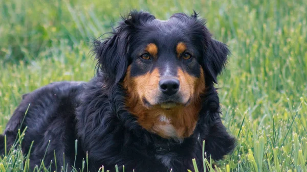 Een Closeup Shot Van Een Mooie Schattige Australische Herder Hond — Stockfoto