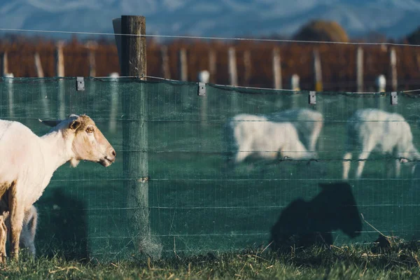 Een Close Shot Van Geiten Landbouwgrond — Stockfoto