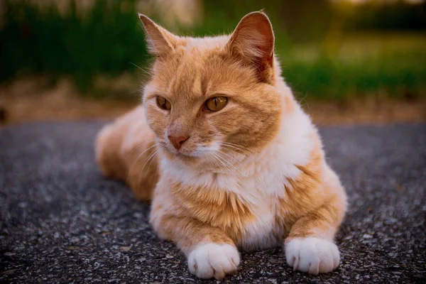 지상에 아름다운 고양이의 클로즈업 배경에 — 스톡 사진