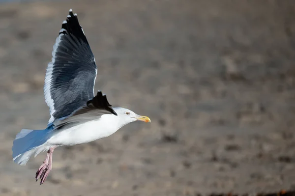 Gros Plan Une Mouette Sur Plage — Photo