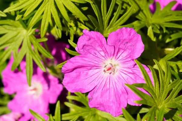 Eine Nahaufnahme Von Blutkranzschnabel Blumen Die Unter Dem Grellen Sonnenlicht — Stockfoto