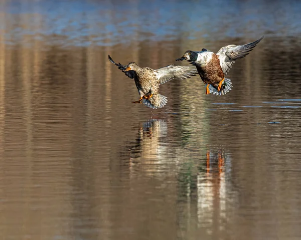 Ein Paar Stockenten Fliegen Über Einen Ruhigen See Mit Spiegelung — Stockfoto