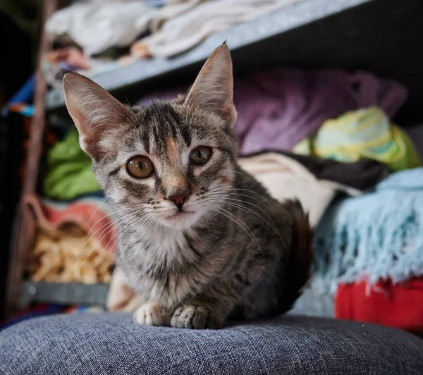 Close Shot Shorthair Tabby Cat Laying Gray Pillow House Blurred — Stock Photo, Image