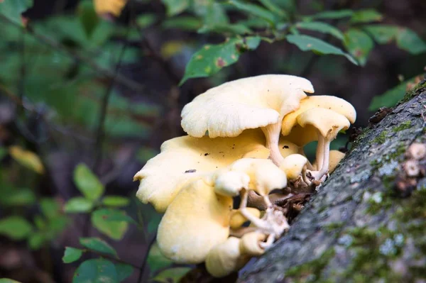 Tiro Seletivo Foco Cogumelos Brancos Que Crescem Floresta — Fotografia de Stock