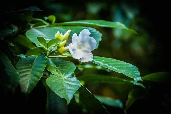 Primer Plano Una Flor Plumería Blanca Waimea Valley Oahu Hawaii — Foto de Stock