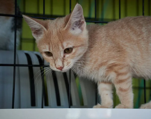 Küçük turuncu kedinin yakın plan fotoğrafı.