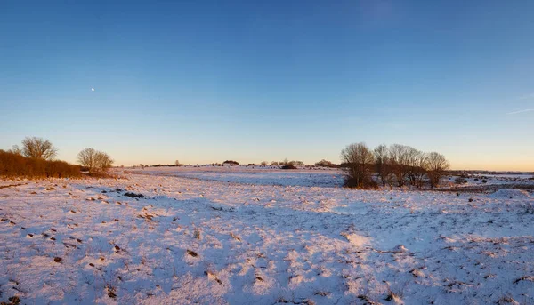 Панорамний Вид Листяні Дерева Полі Вкрите Снігом Під Безхмарним Блакитним — стокове фото