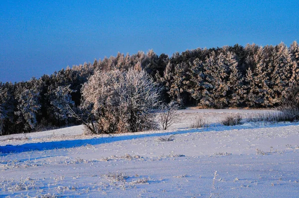 Прекрасный Пейзаж Замерзшего Луга Деревьями Покрытыми Снегом Против Голубого Неба — стоковое фото