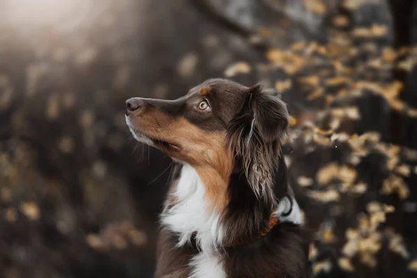 Portrait Beautiful Brown White Domestic Australian Shepherd Dog Posing Nature — Stock Photo, Image