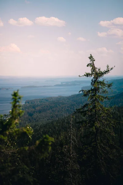 Vertikal Bild Det Vackra Sommarlandskapet Koli National Park Finland — Stockfoto