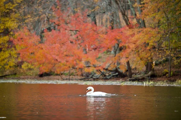 Scenic View Swan Swimming Peacefully River Winter — Stock Photo, Image