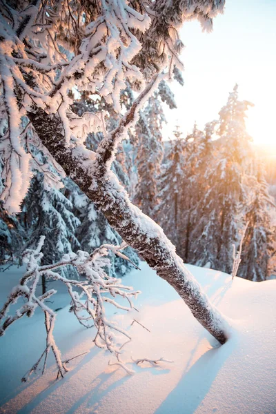 Bellissimo Scatto Una Foresta Ricoperta Neve Durante Tramonto — Foto Stock