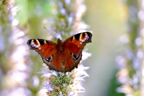 Eine Nahaufnahme Eines Aglais Auf Einer Weißen Blume — Stockfoto