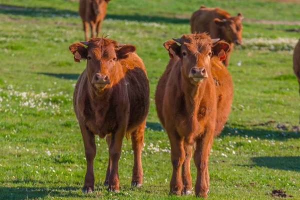 Yeşil otlaktaki iki genç sığırdan oluşan bir seçici.