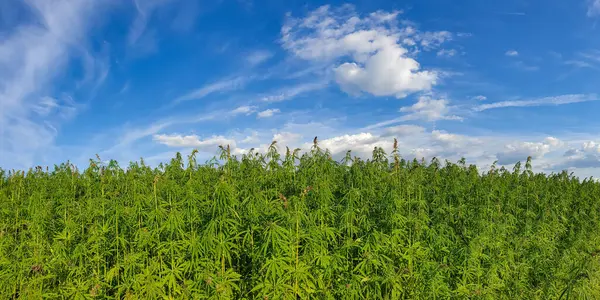 Bitmeyen bir kenevir tarlasının panoramik görüntüsü.