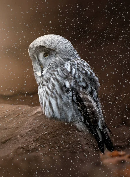 Hermoso Búho Gris Cerrando Los Ojos Bajo Lluvia — Foto de Stock