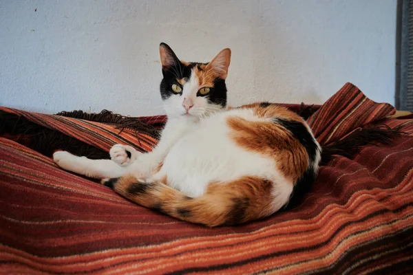 Close Gato Bonito Calico Descansando Sobre Cobertor — Fotografia de Stock