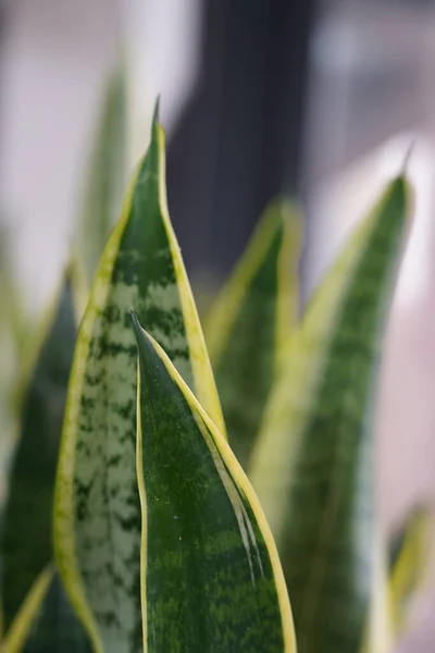 Green Leaves Sansevieria Plant — Stock Photo, Image