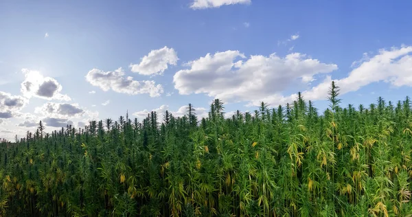 Mavi parlak gökyüzünün altında büyüyen kenevir tarlasının havadan görünüşü