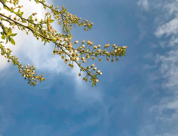 Angle Bas Branches Avec Des Feuilles Des Fleurs Contre Ciel — Photo