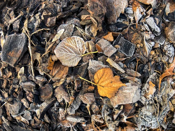 Uma Vista Superior Folhas Outono Geada Chão — Fotografia de Stock