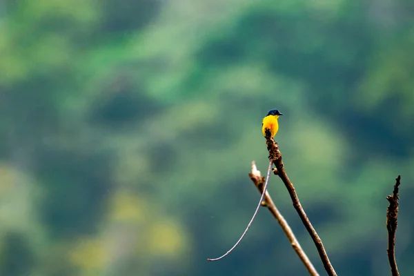 Eine Flache Fokusaufnahme Eines Gelbkehligen Euphonienvogels Der Einem Sonnigen Tag — Stockfoto