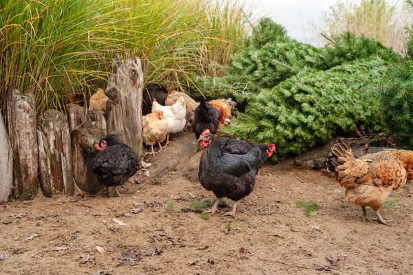 Kilátás Csirkék Különböző Színű Séta Kertben Közelében Lehullott Fenyőfák — Stock Fotó