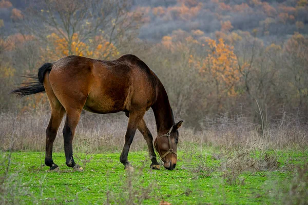日中は野馬の美しいショット — ストック写真