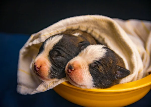 Egy Közeli Felvétel Két Amerikai Staffordshire Terrier Kutyáról Akik Egy — Stock Fotó