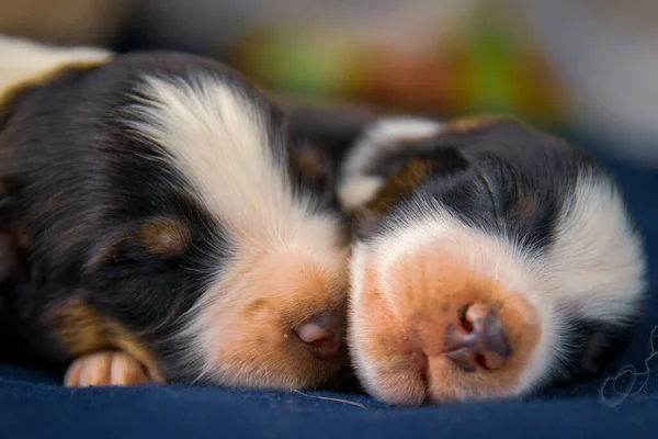 Sevimli Bernese Dağ Köpeği Yavruları Uyuyor — Stok fotoğraf