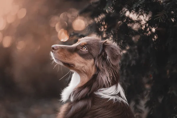 Porträt Eines Schönen Braun Weißen Australischen Schäferhundes Der Bei Sonnenuntergang — Stockfoto