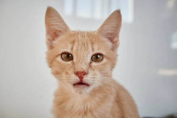 Close Shot Face Red Tabby Shorthair Cat House Daytime Blurred — Stock Photo, Image