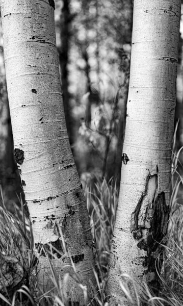 A grayscale of tall trees in a forest