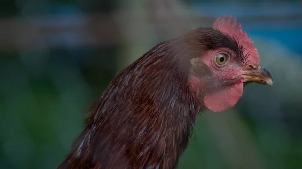 Nahaufnahme Eines Huhns Hühnerstall Mit Grünem Hintergrund — Stockfoto