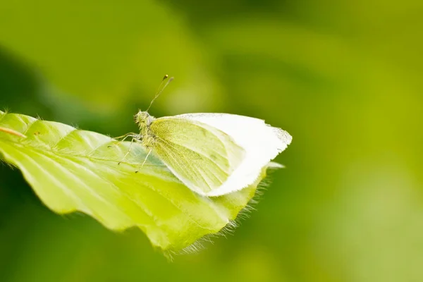 Płytkie Skupienie Mały Kapusta Biały Motyl Słonecznym Zielonym Liściu Rozmytym — Zdjęcie stockowe