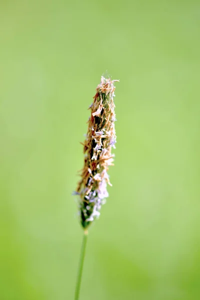 Selektywne Skupienie Dzikiego Kwiatka Trawy Rozmytym Zielonym Tle — Zdjęcie stockowe