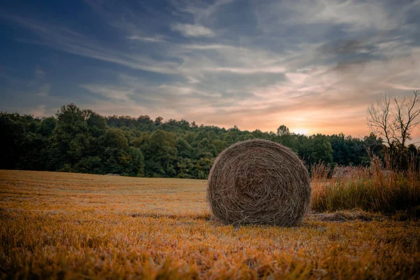 Lovitură Closeup Unui Câmp Iarbă Uscată Fân Mijloc Apusul Soarelui — Fotografie, imagine de stoc