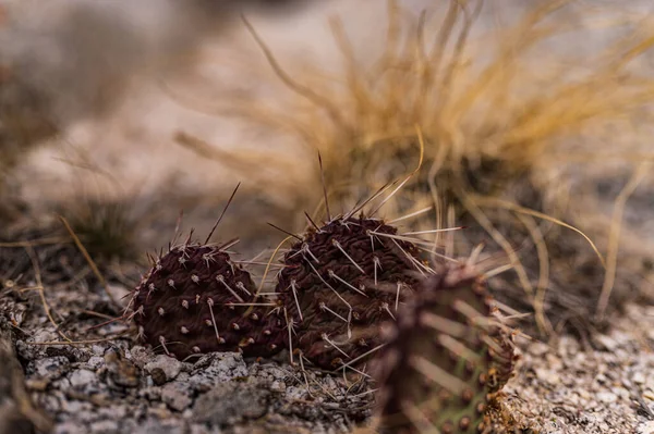 Primer Plano Los Cactus Suelo Campo —  Fotos de Stock