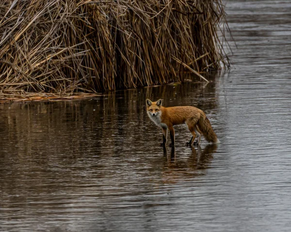 Solitario Zorro Rojo Las Aguas Poco Profundas Buscando Presas — Foto de Stock