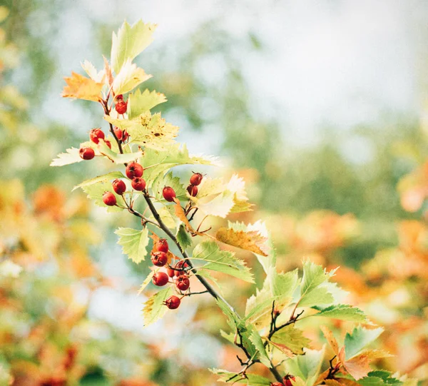 Крупный План Осенних Листьев — стоковое фото