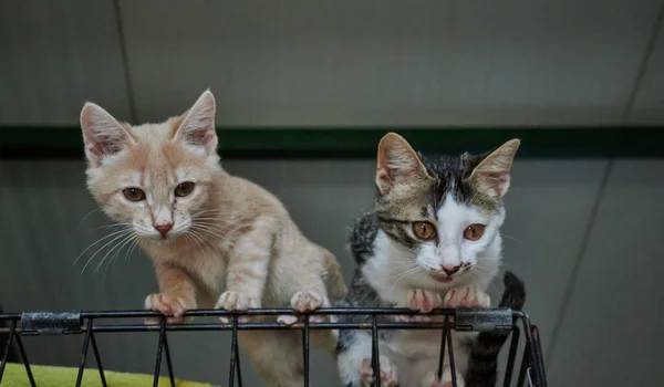 Een Prachtig Shot Van Twee Steno Kittens Die Top Van — Stockfoto