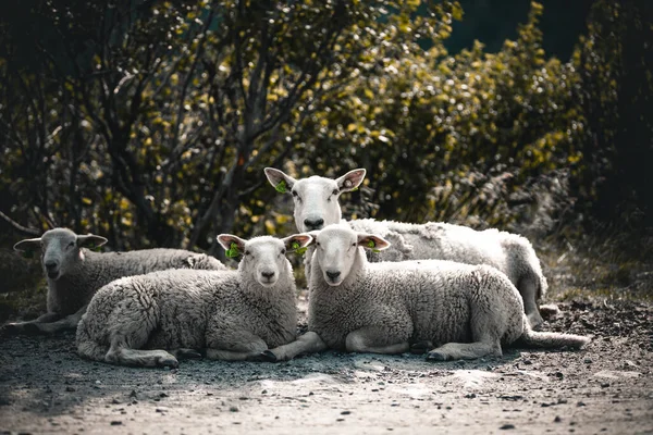 Ein Porträt Weißer Schafe Auf Einem Bürgersteig Vor Grünen Bäumen — Stockfoto