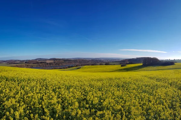 Ein Malerischer Blick Auf Gelbe Rapsblüten Auf Dem Feld Unter — Stockfoto