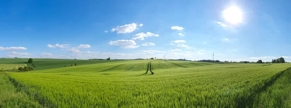Μια Όμορφη Θέα Ενός Αγρού Φρέσκο Γρασίδι Μια Ηλιόλουστη Μέρα — Φωτογραφία Αρχείου